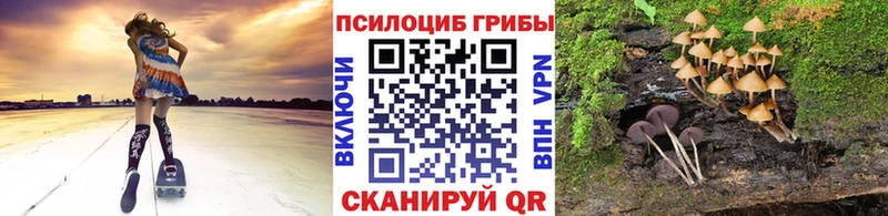 Псилоцибиновые грибы Cubensis  Купить закладки  Строитель 